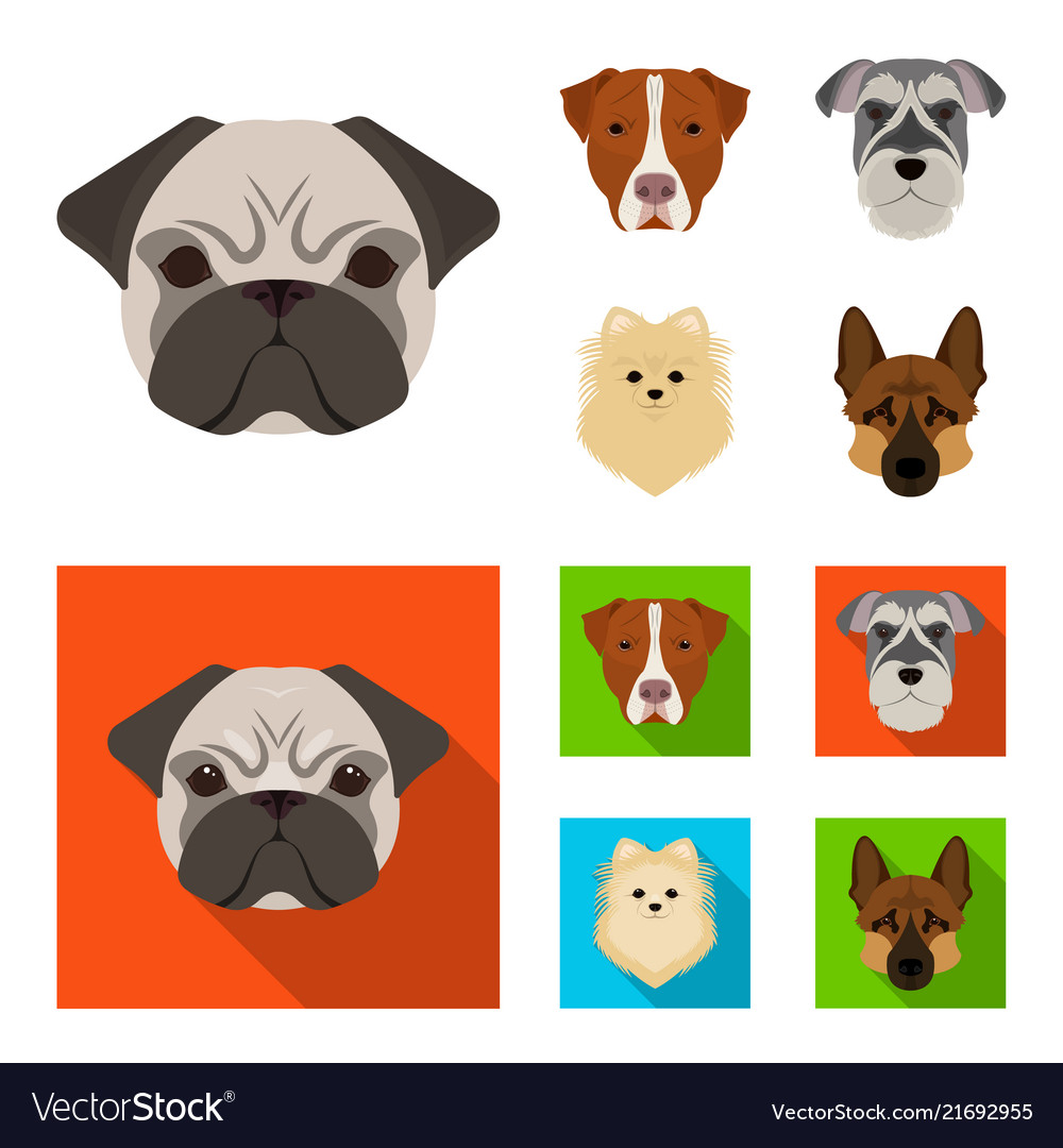 Muzzle of different breeds dogsdog breed Vector Image