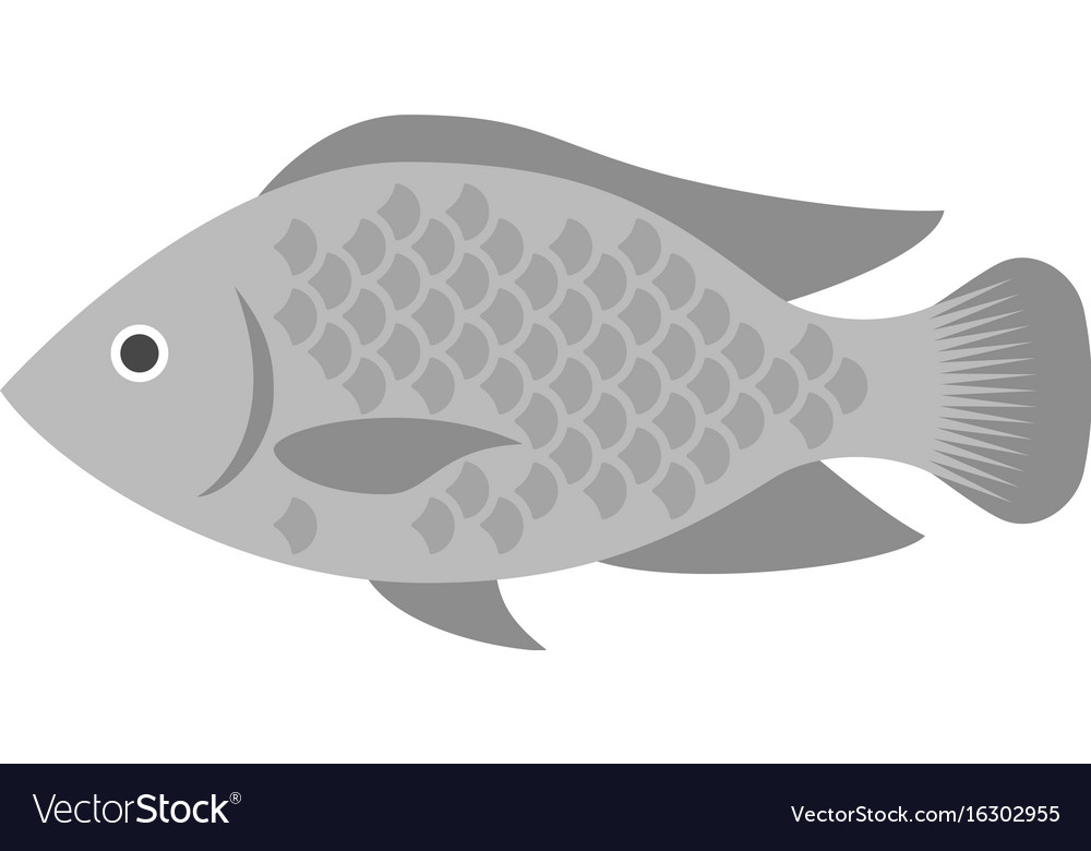 Tilapia Royalty Free Vector Image - VectorStock