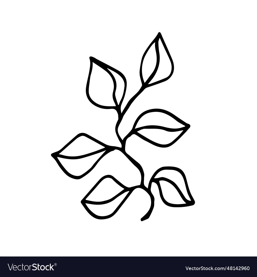 A twig with eucalyptus leaves in doodle style Vector Image