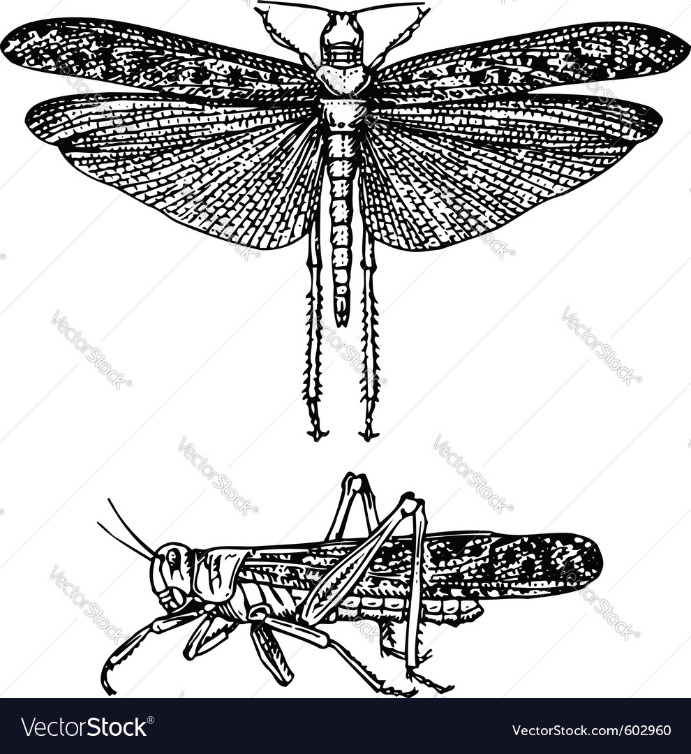 Insect schistocerca gregaria Royalty Free Vector Image