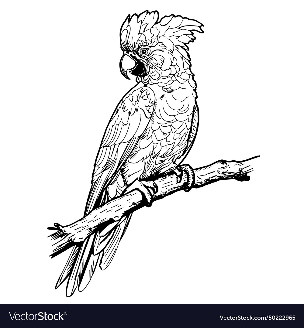 Ara parrot exotic bird engraving art design Vector Image