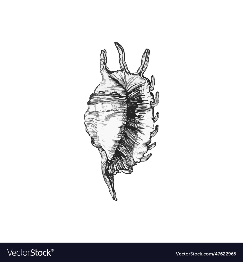 Handdrawn shell drawing sea Royalty Free Vector Image