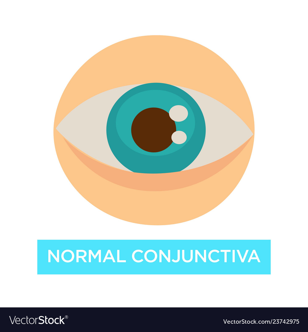 Normal conjunctiva healthy eye pupil and iris Vector Image