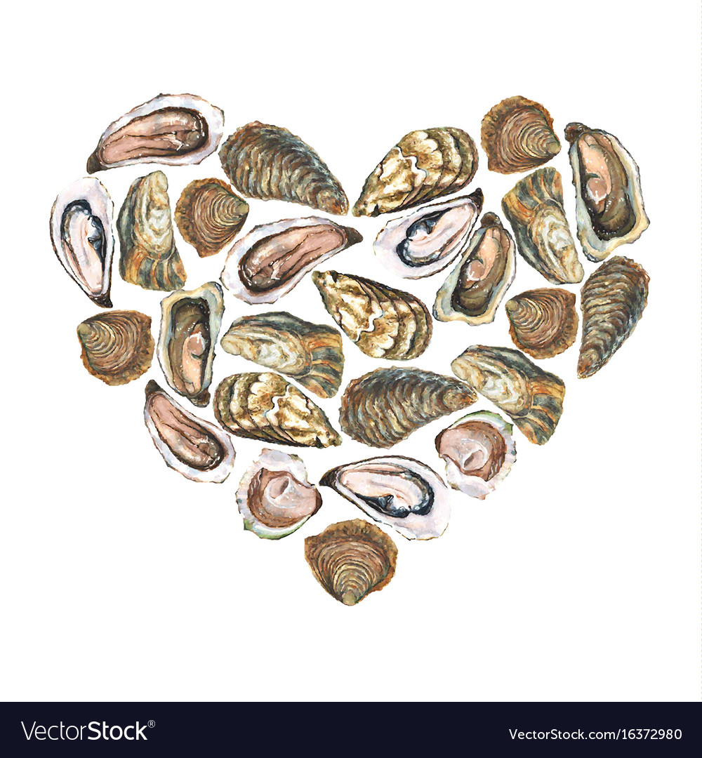 Heart with watercolor oysters on white background Vector Image