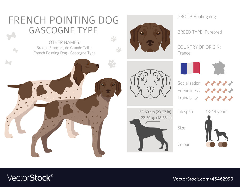 French pointing dog gascogne type clipart Vector Image French pointing dog gascogne type clipart Vector Image