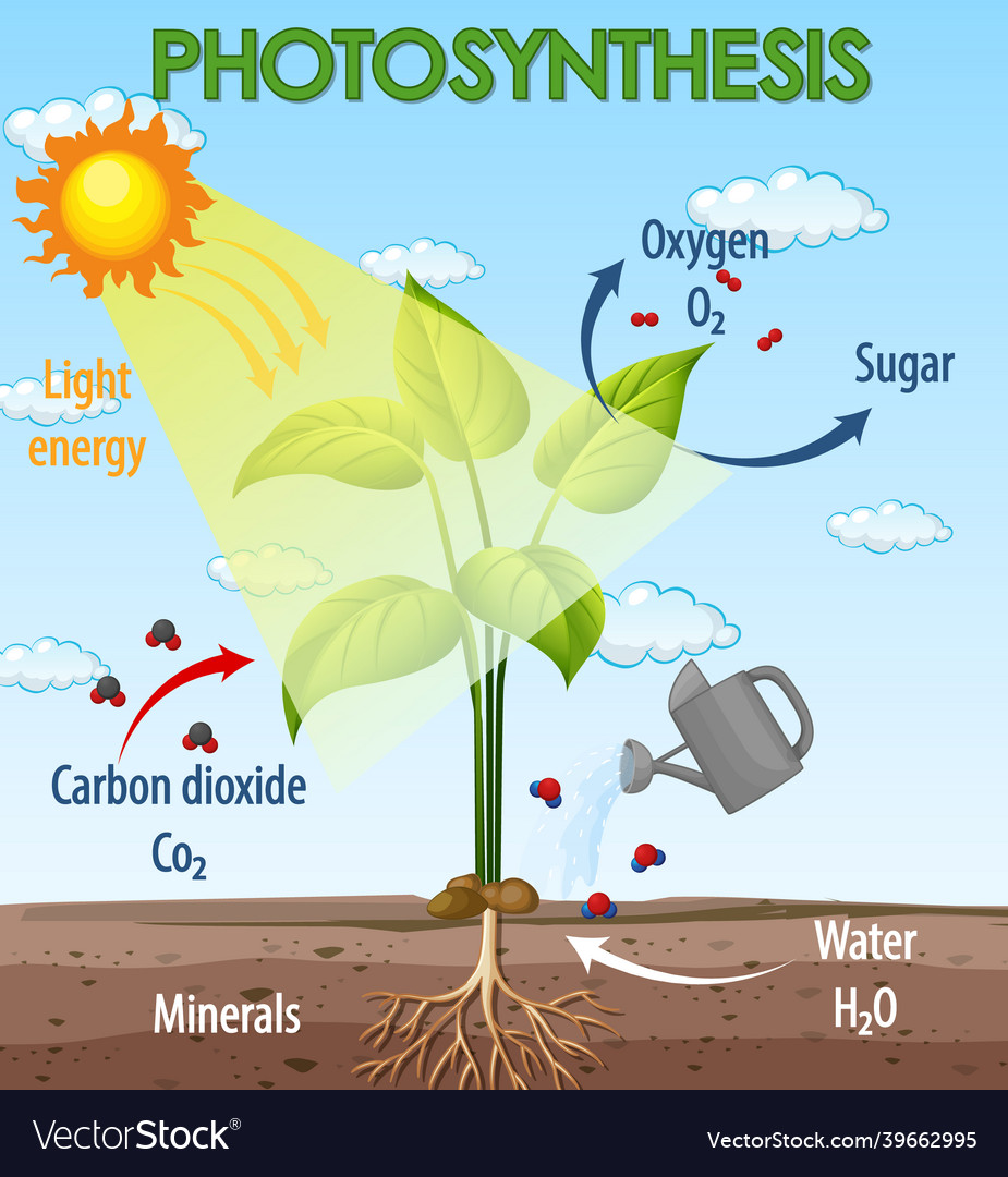 Diagram showing process of photosynthesis in plant