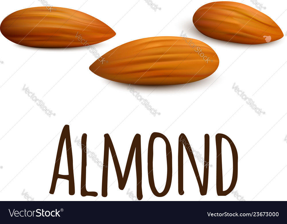 Almond icon realistic style Royalty Free Vector Image