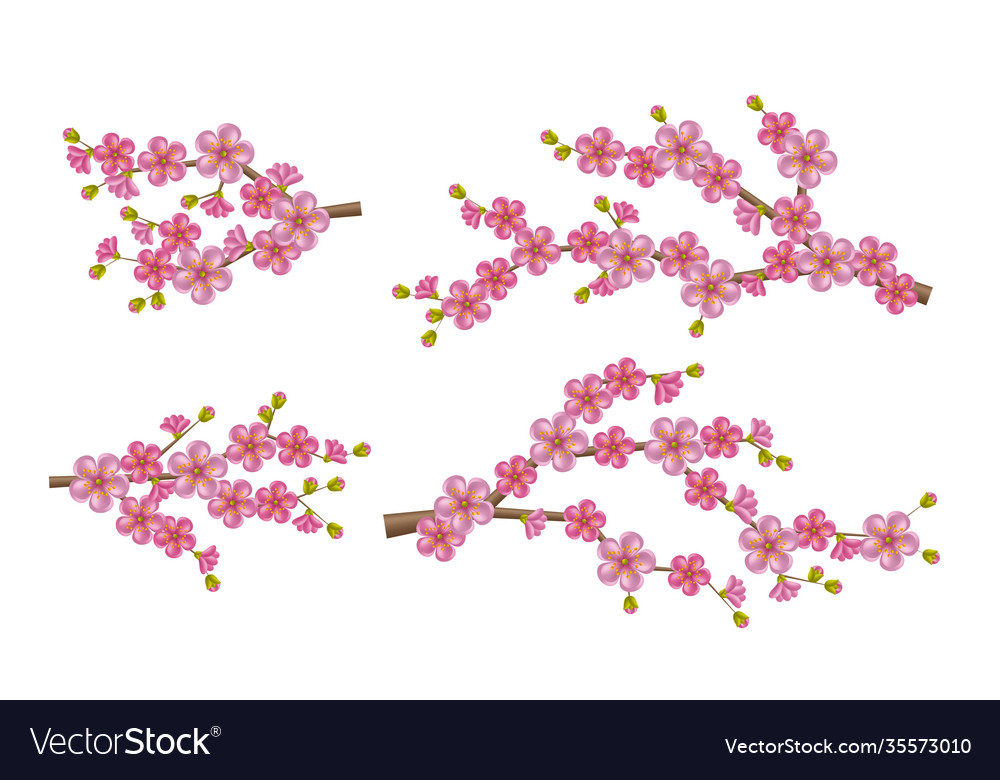 Beautiful realistic sacura branch with blooming