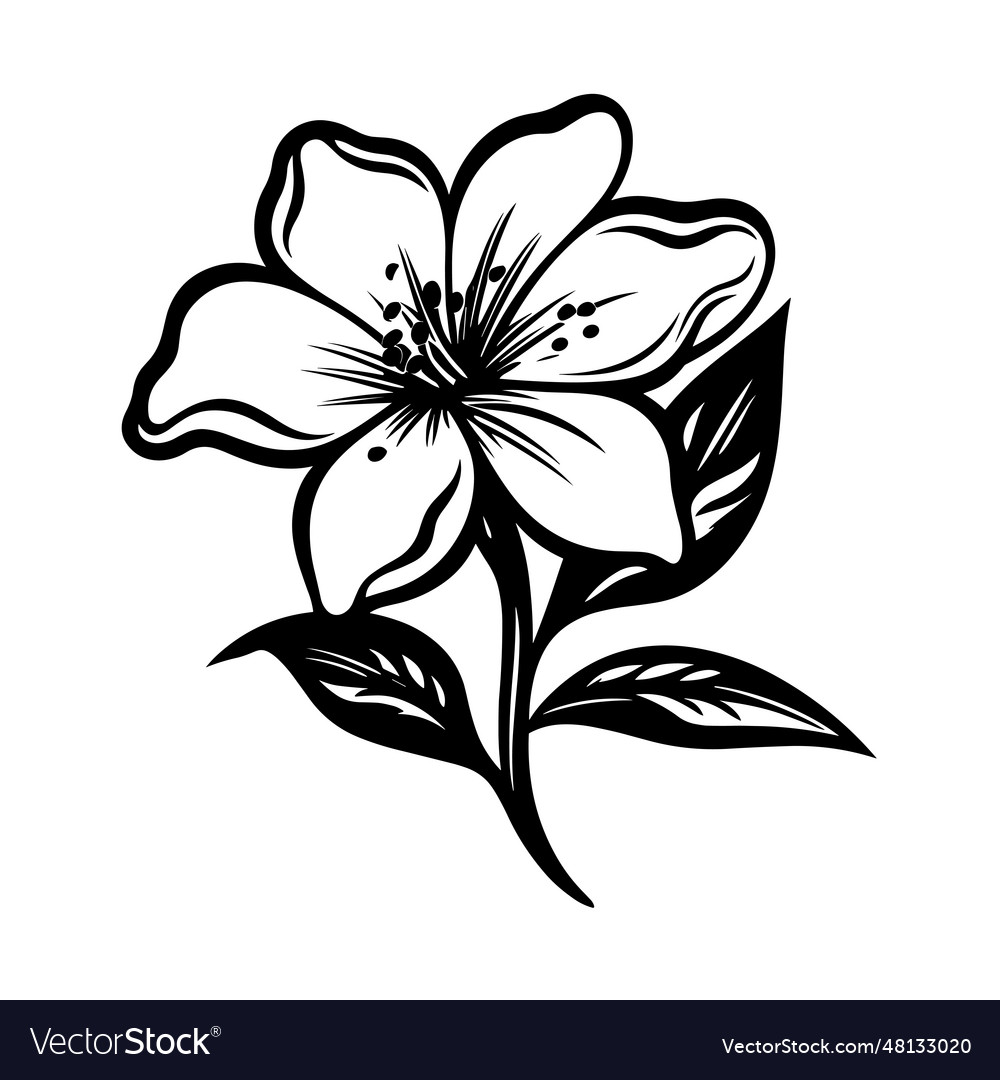 Jasmine flower silhouette Royalty Free Vector Image