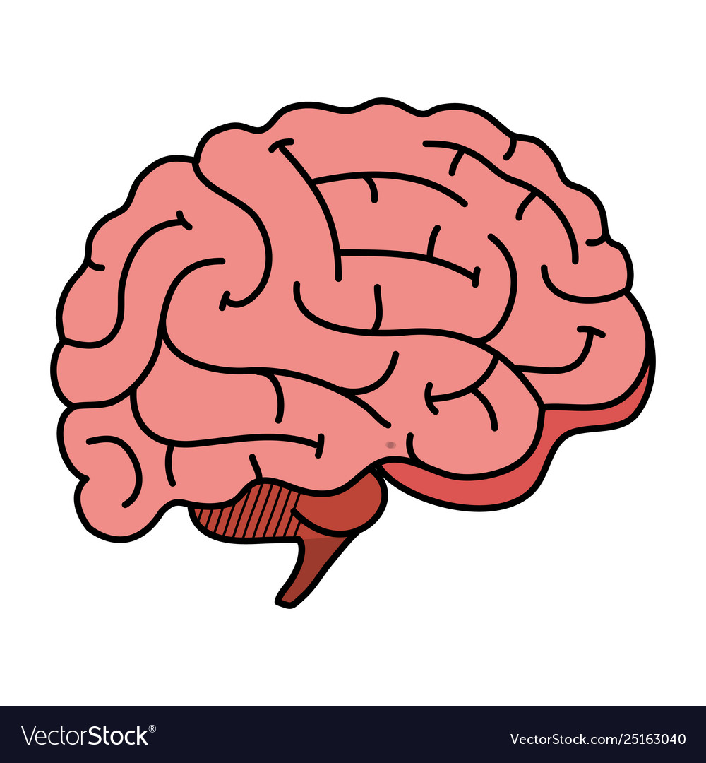 Brain human organ icon Royalty Free Vector Image