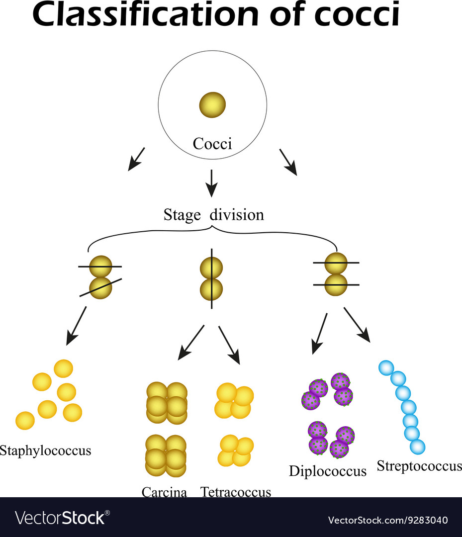 Coccus Bacteria Diagram