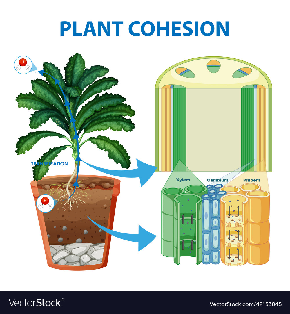 Digram Showing The Movement Of Water In Plants Vector Image