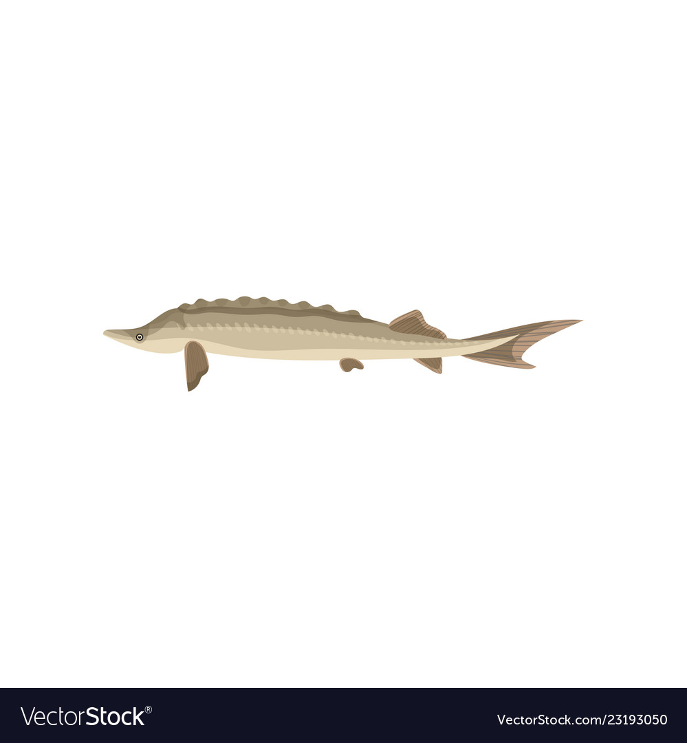 Detailed flat icon of swimming sturgeon Royalty Free Vector