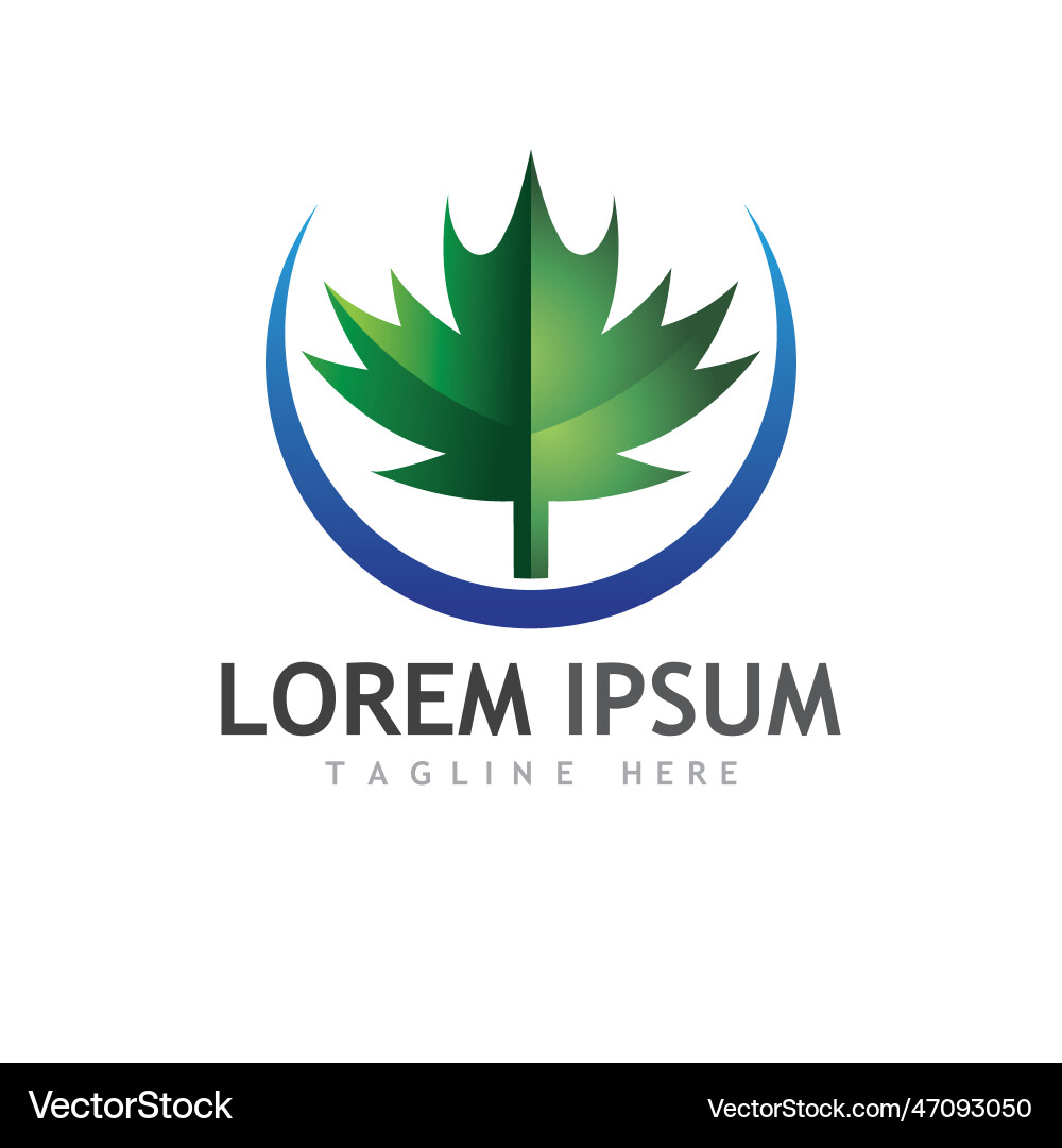 Maple leaf Royalty Free Vector Image - VectorStock