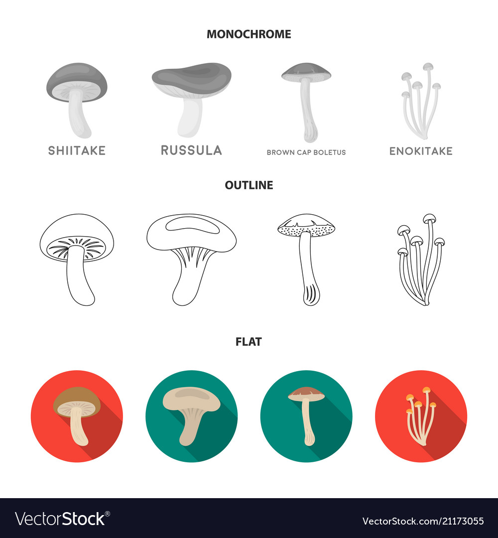 Shiitake brown cap boletus enokitake milk set Vector Image