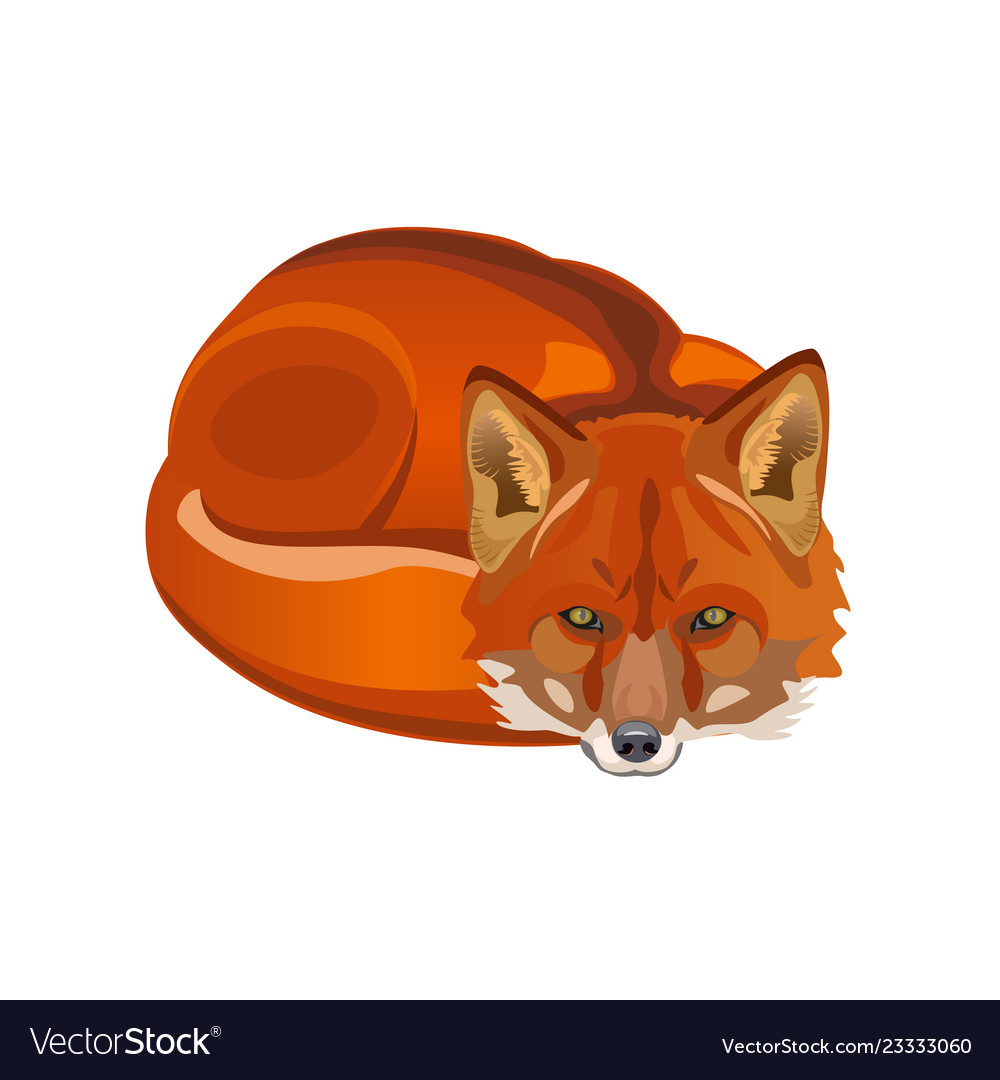 Red fox curled up