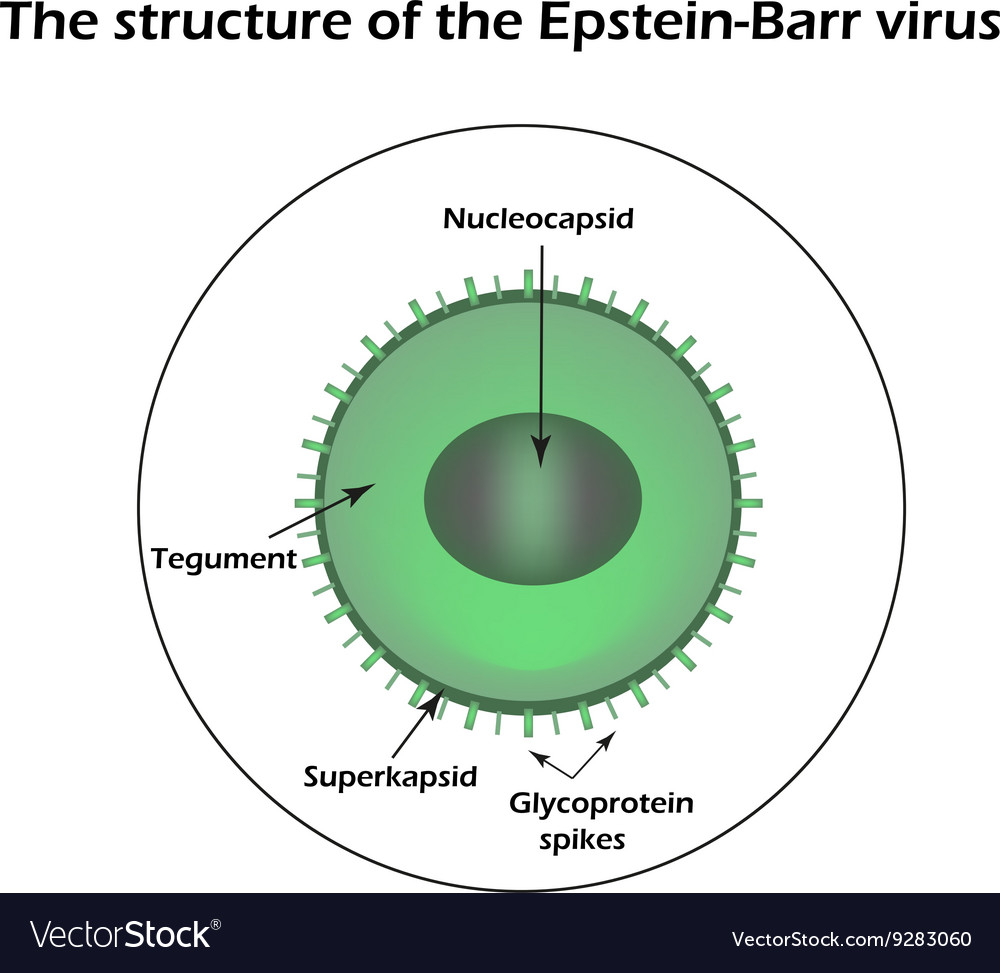 Structure Of The Epstein-barr Virus Royalty Free Vector