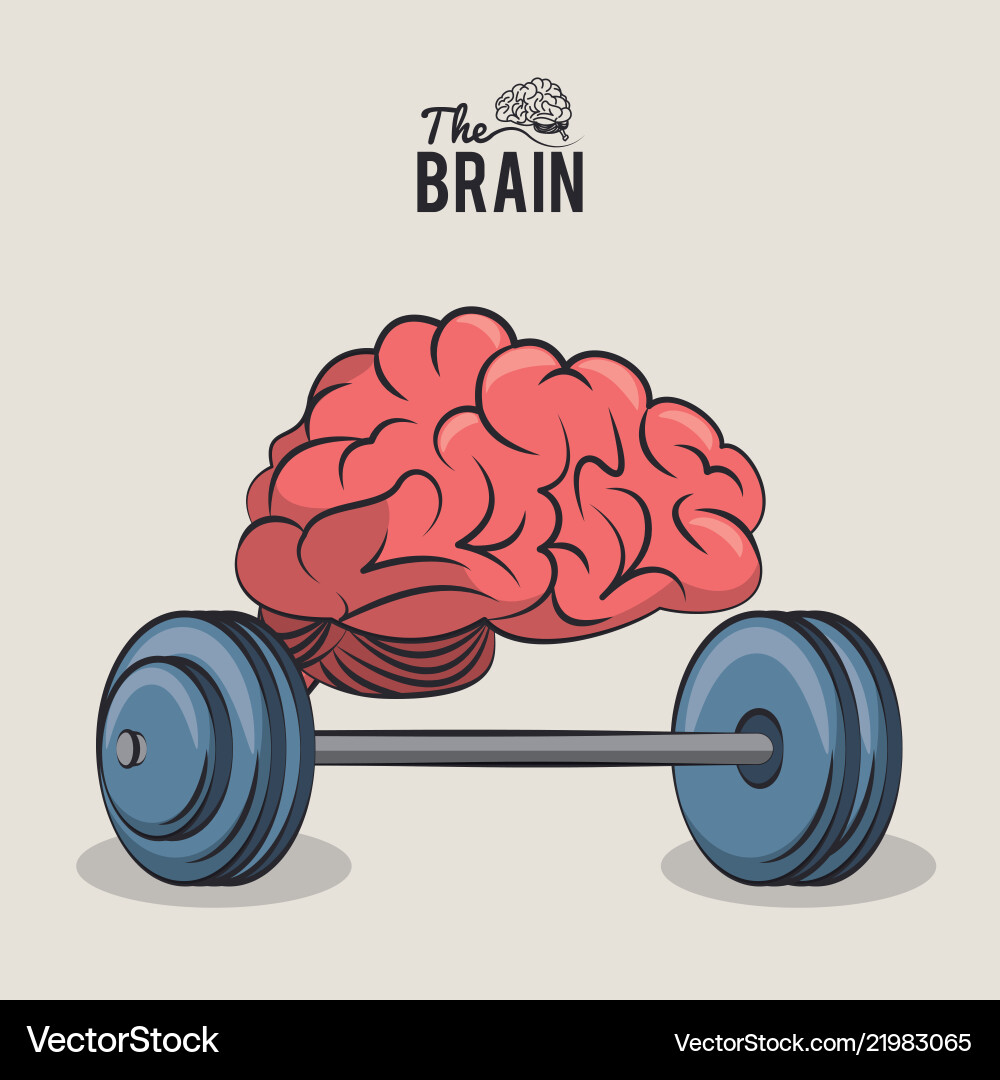 Human brain Royalty Free Vector Image - VectorStock