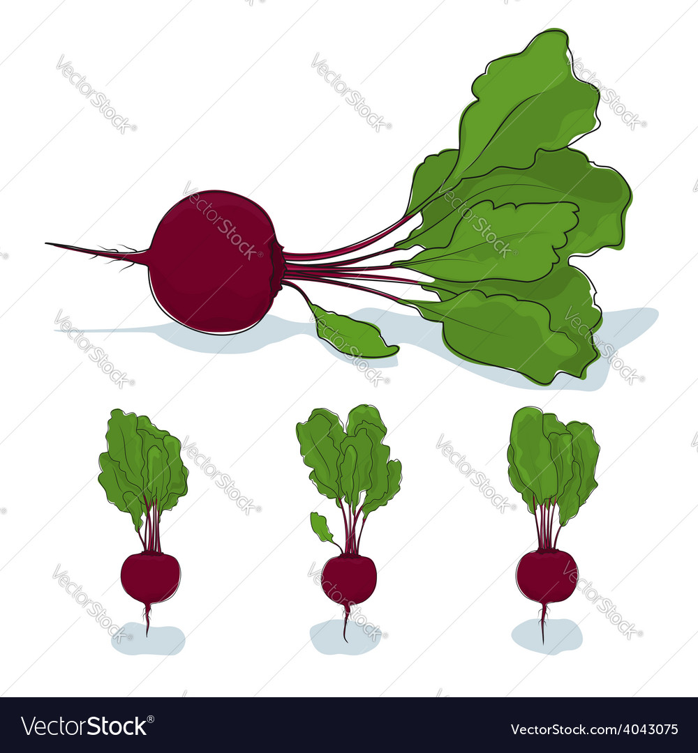 Beet root vegetable on a white background