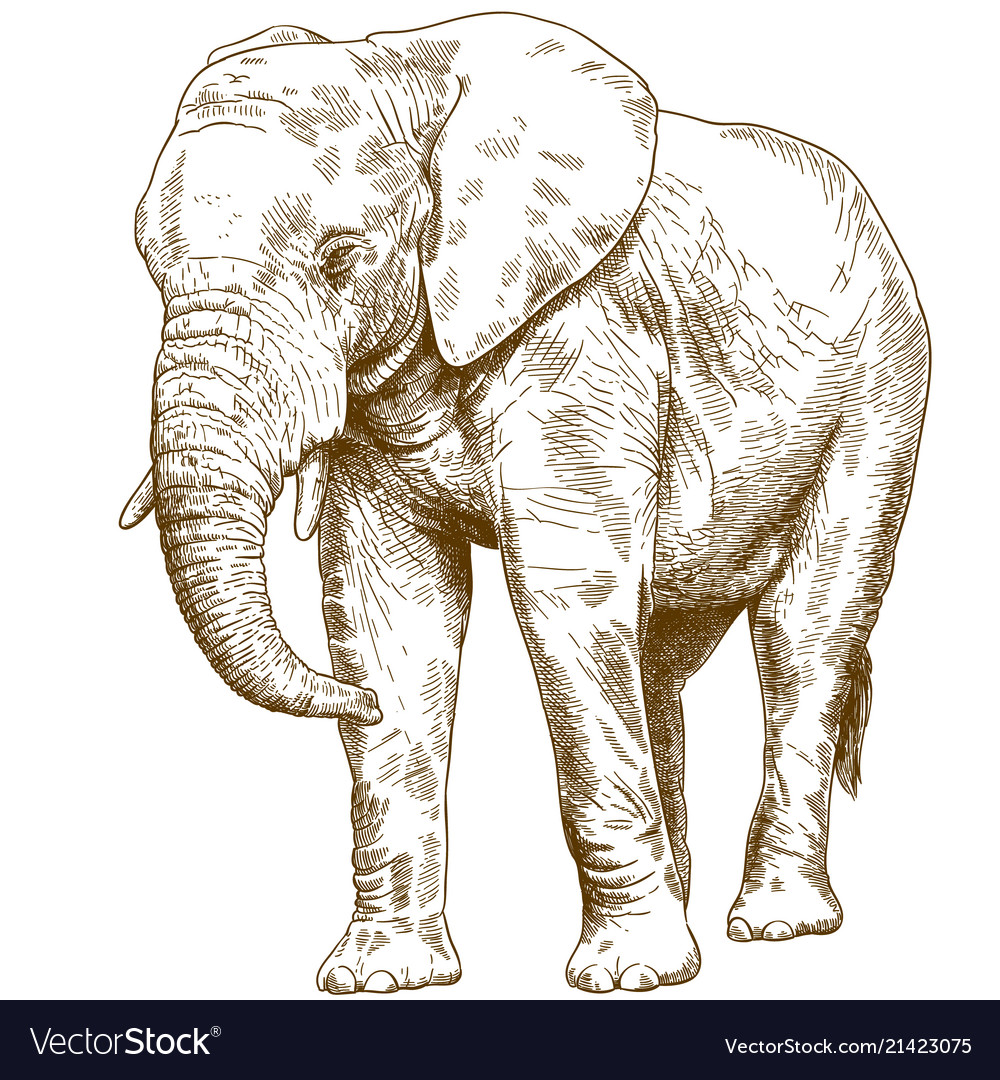 Engraving drawing of big elephant Royalty Free Vector Image