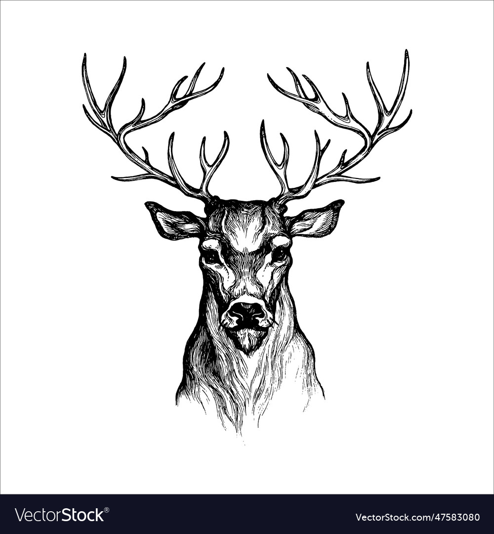 Hand drawn deer deer drawing horns Royalty Free Vector Image