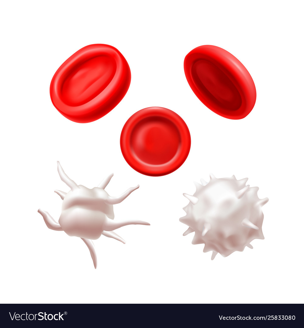 Isolated blood cells set in realistic style Vector Image