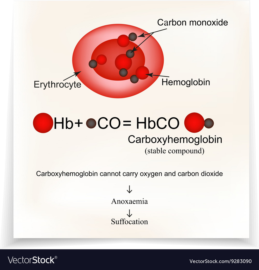 Carboxyhemoglobin joining the hemoglobin carbon Vector Image