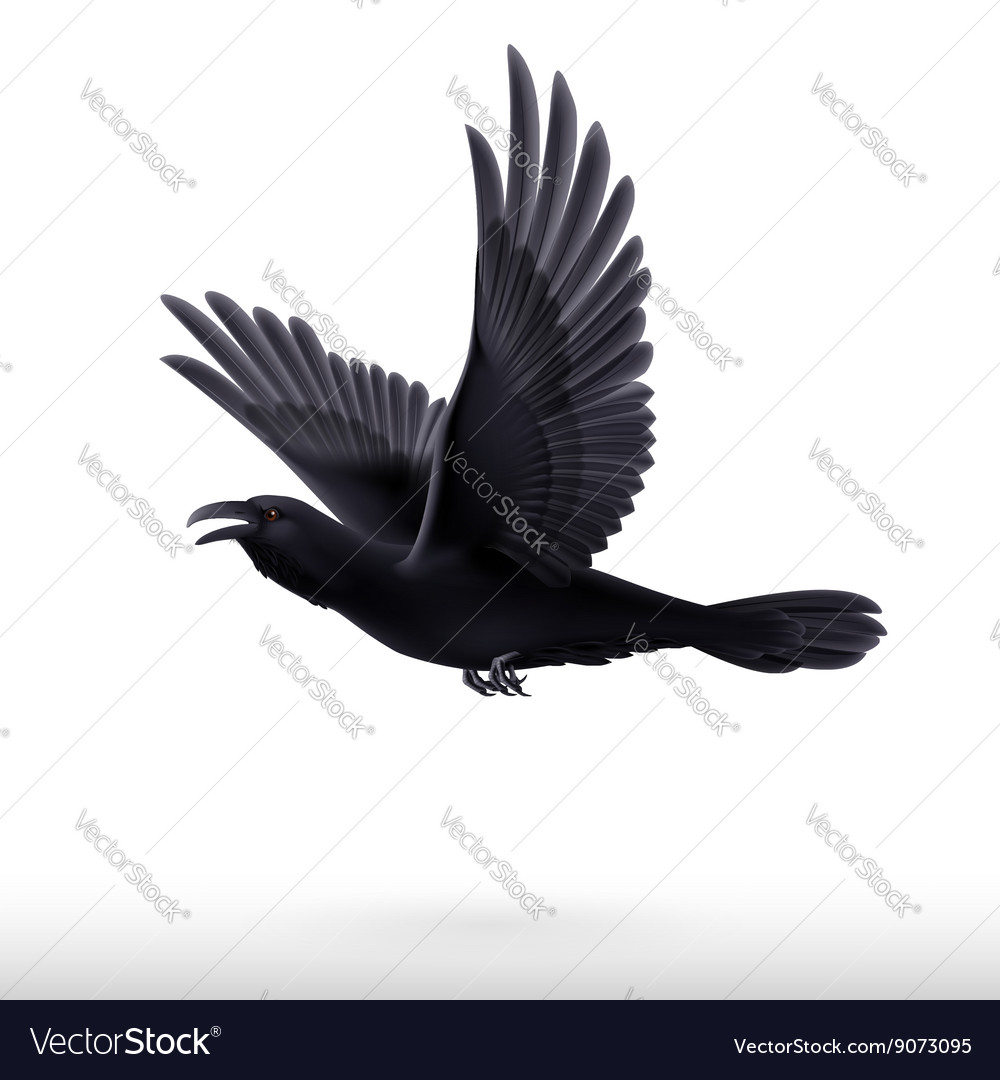 Black raven on white background