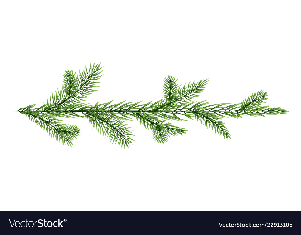 Fir branch isolated on white background