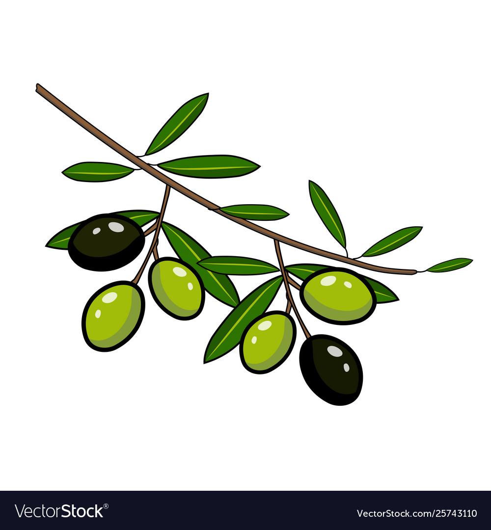 Black and green olives on a branch Royalty Free Vector Image