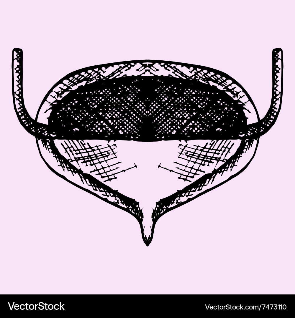 Urinary bladder Royalty Free Vector Image - VectorStock