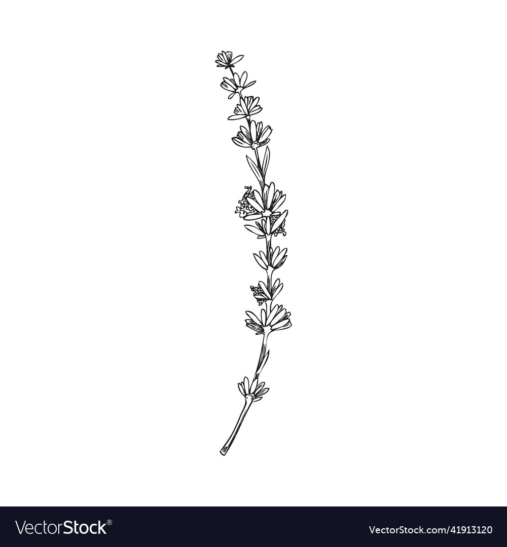 Premium Vector | Set of sketch lavender flowers