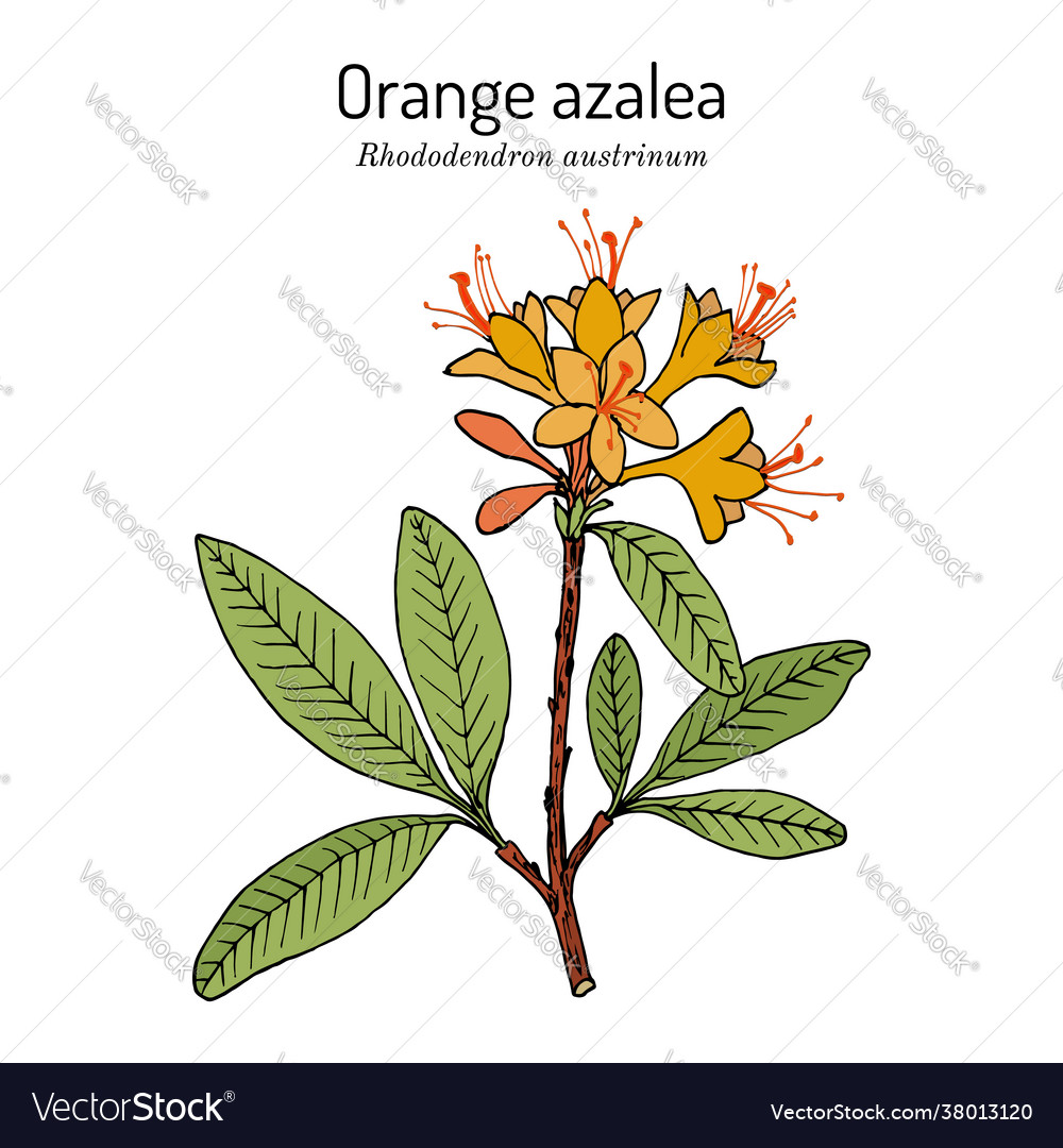 Orange azalea rhododendron austrinum official