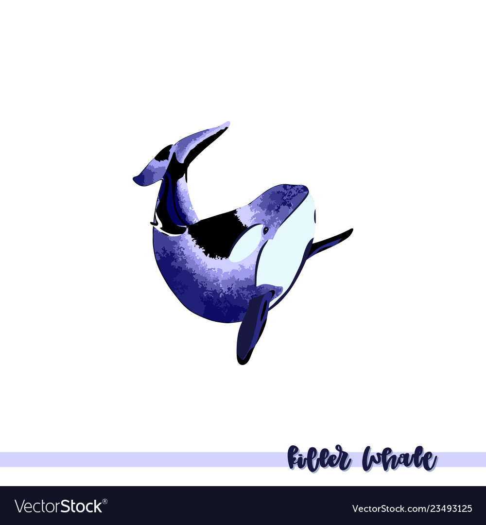 Killer Whale