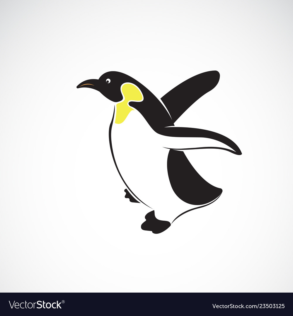 Penguin design on white background polar animals vector image Penguin design on white background polar animals