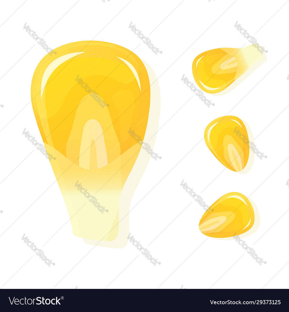 Seed corn isolated on white background ripe Vector Image