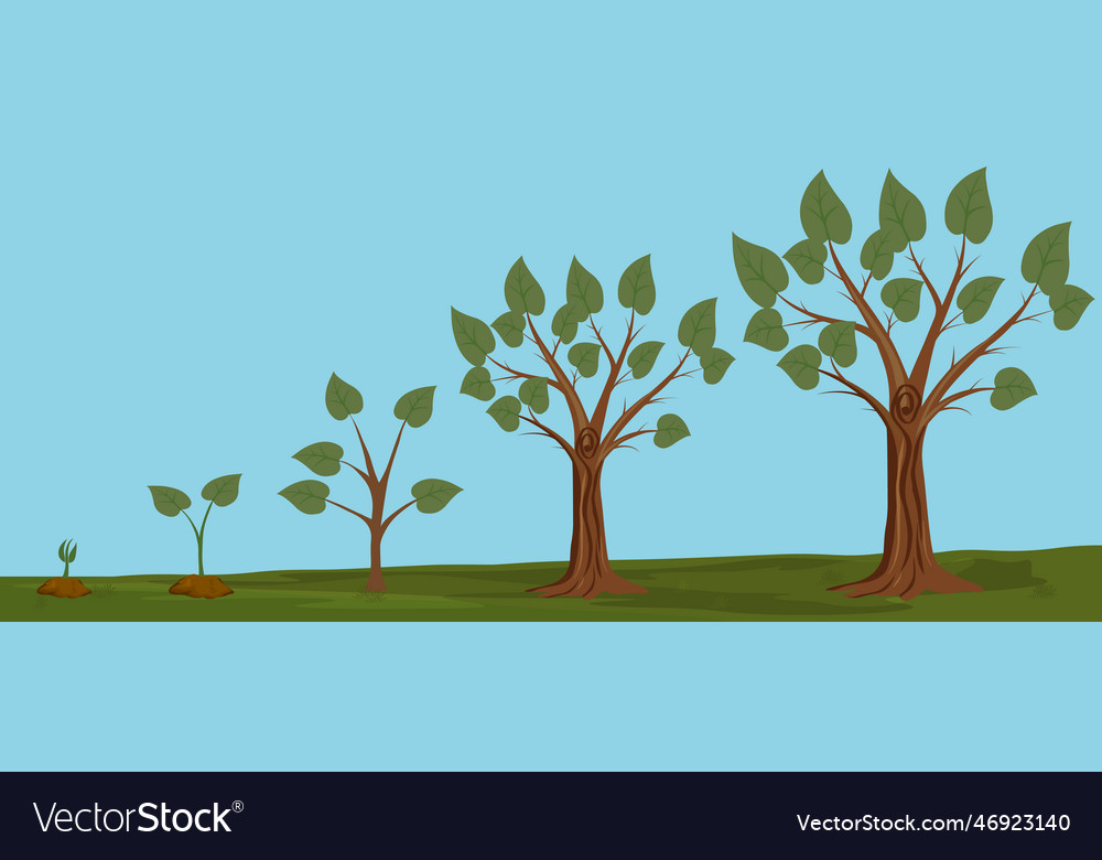 Five stages of growing tree