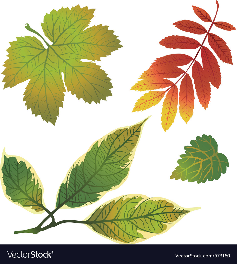 Autumn leafs design elements Royalty Free Vector Image