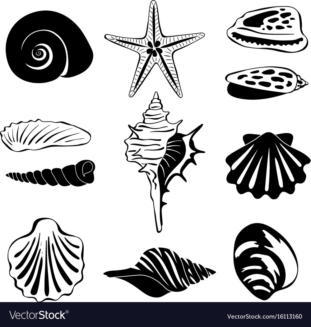 Black monochrome of marine shells Royalty Free Vector Image