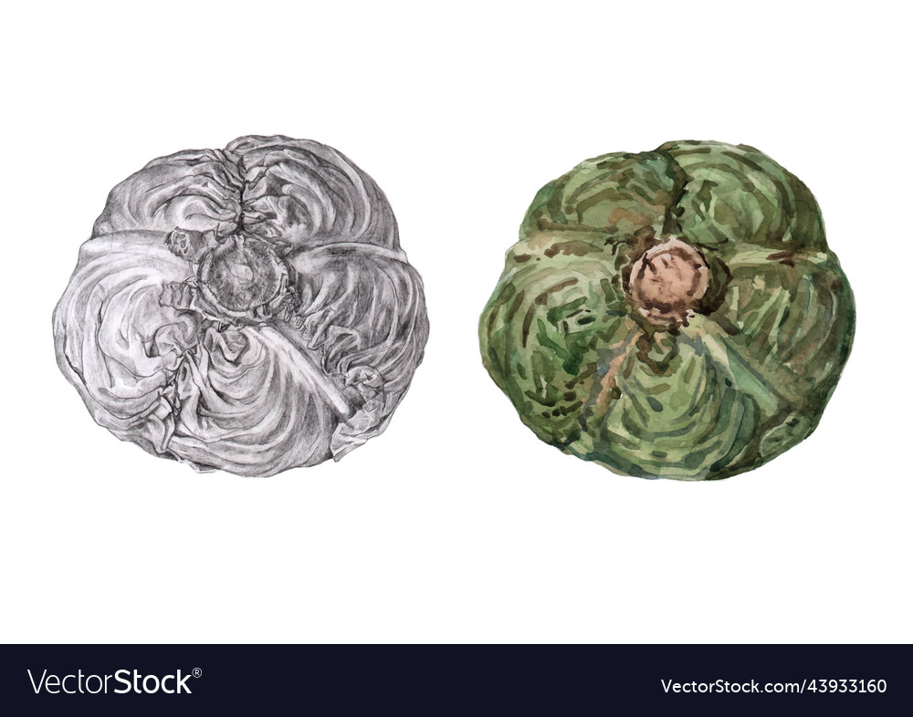 Cabbage drawn in a realistic style Royalty Free Vector Image