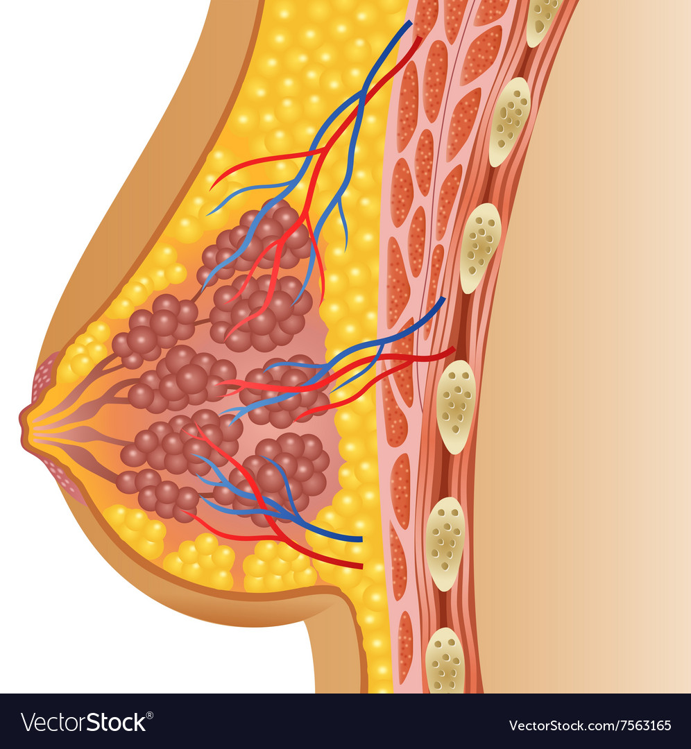 Female breast anatomy Royalty Free Vector Image