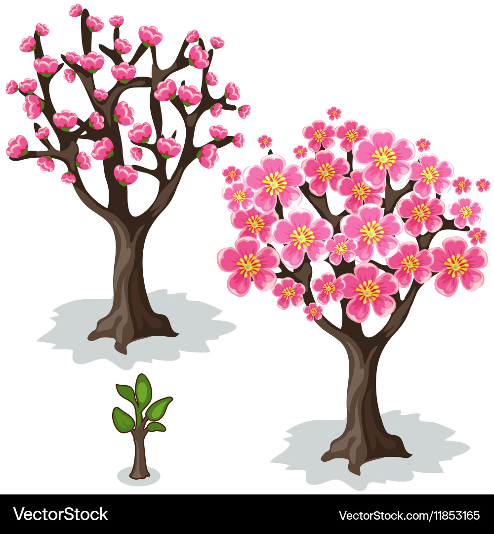 Stages growth and flowering cherries tree Vector Image