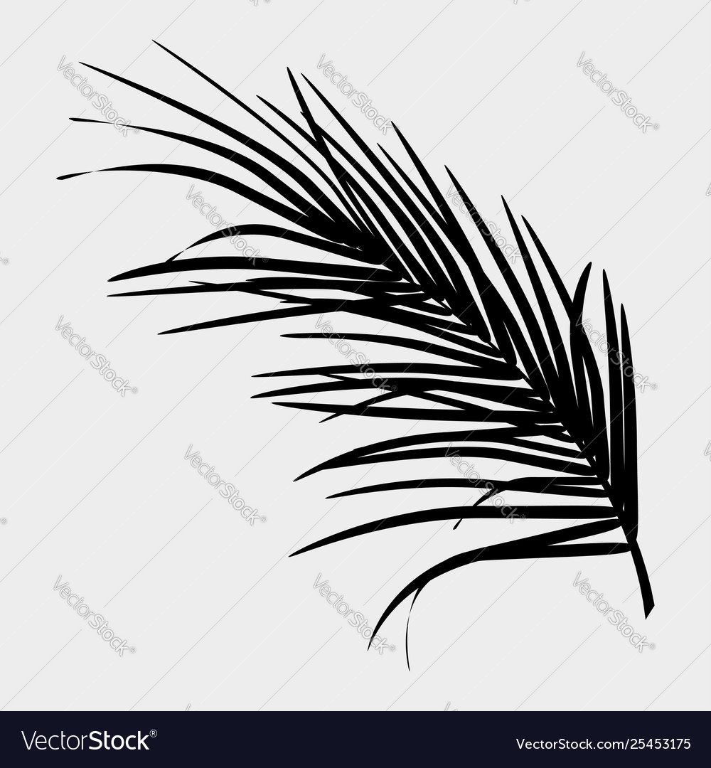 Black silhouette palm leaf on white background Vector Image