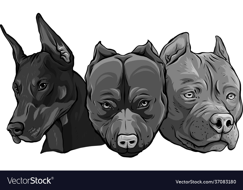 Design heads dogs pitbull dobermann bulldog Vector Image