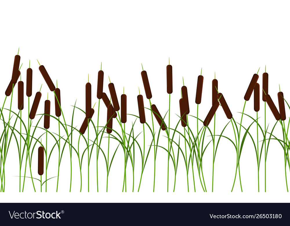 Reed stems plant seamless pattern on white Vector Image