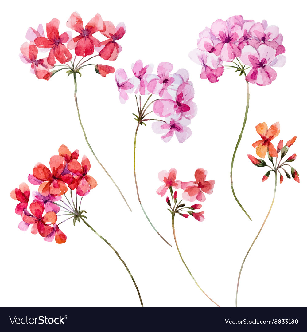 Download 66 Background Bunga Geranium Gratis