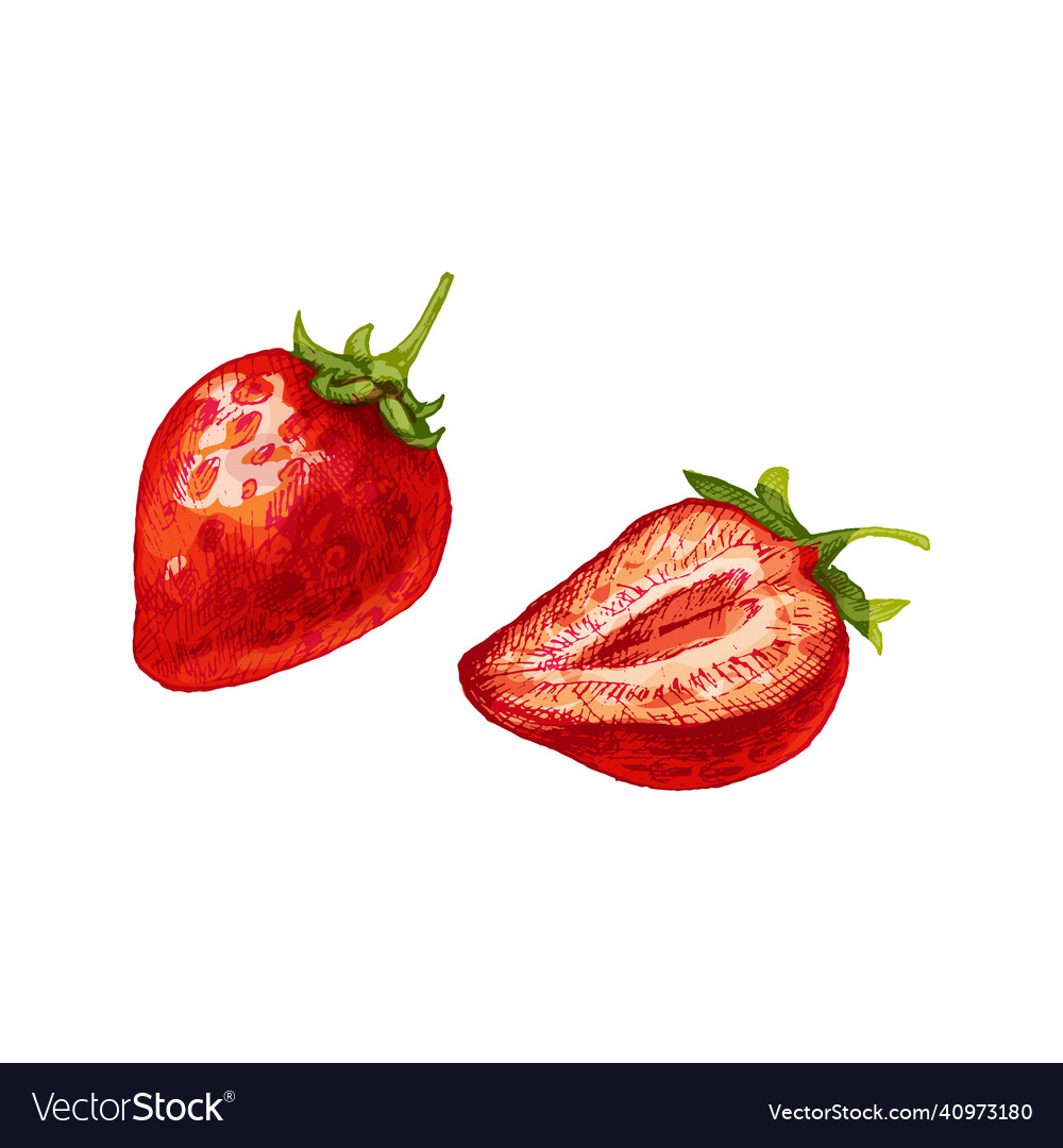Whole and slice strawberry color flat Royalty Free Vector
