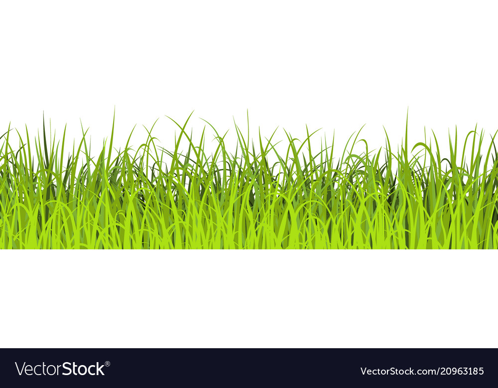 Spring green grass seamless green meadow border Vector Image