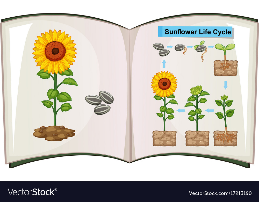 Book Showing Diagram Of Sunflower Life Cycle Vector Image On Hot Sex Picture 8323