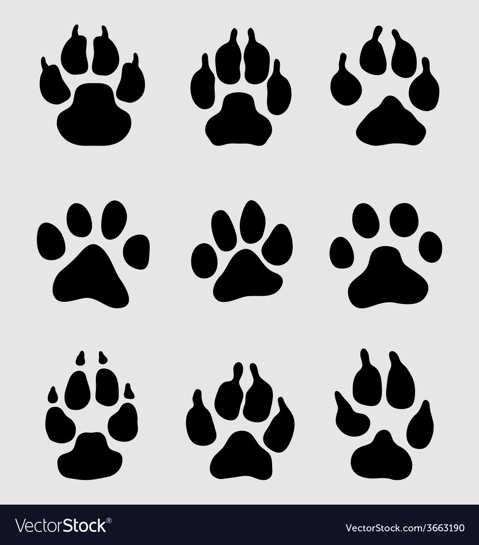 Paw of dogs